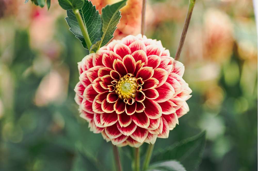 Dahlia 'Jowey Hubert'